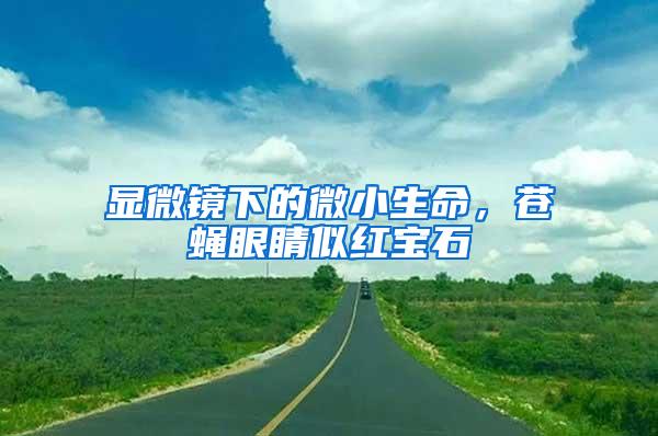 顯微鏡下的微小生命，蒼蠅眼睛似紅寶石