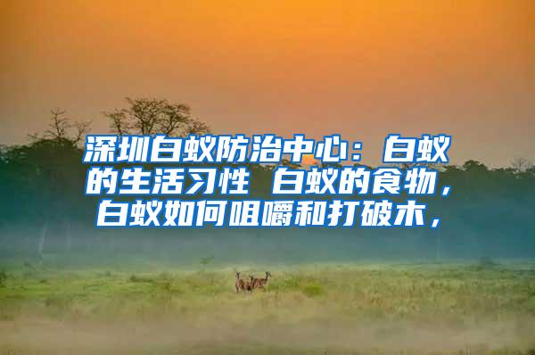 深圳白蟻防治中心：白蟻的生活習(xí)性 白蟻的食物，白蟻如何咀嚼和打破木，